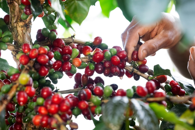 Quá trình thu hoạch cà phê tại một nông trại, nơi những quả cà phê chín được thu hái cẩn thận trước khi mang sấy khô và rang