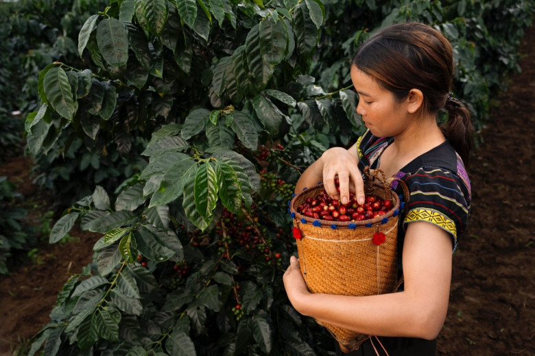 Như một kho báu ẩn giấu được khai mở từ vỏ cà phê, trà Cascara không chỉ mang giá trị dinh dưỡng và lợi ích sức khỏe vượt trội mà còn mở ra lối đi bền vững, đánh dấu bước ngoặt mới cho ngành cà phê.