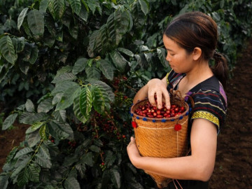 Hương vị độc đáo của trà Cascara được làm từ vỏ cà phê