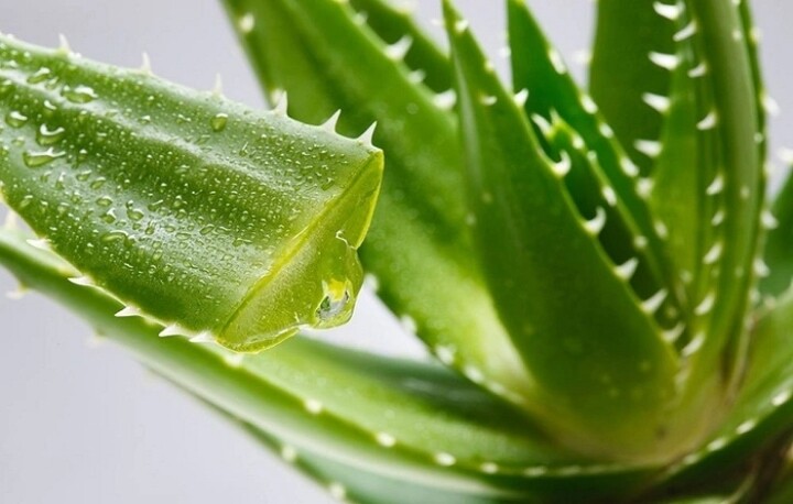 Cây dại mọc bờ bụi thành đặc sản mùa hè có hương vị đặc biệt, được ví như amp;#34;thần dượcamp;#34;, tốt cho sức khỏe - 4