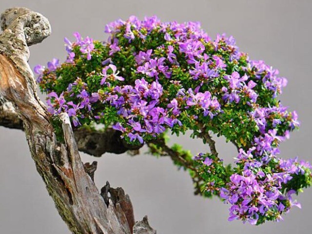 Tin tức - Cây dại nở hoa toả mùi thơm nức mũi lên chậu thành bonsai, mang lại tiền tài và phú quý, giá đắt đỏ vẫn được săn lùng