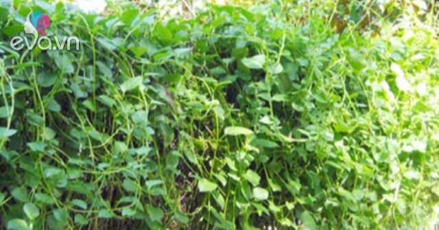 Cây dại leo hàng rào nay thành đặc sản ở thành phố, được ví như "nhân sâm, thuốc bổ", tốt cho sức khỏe
