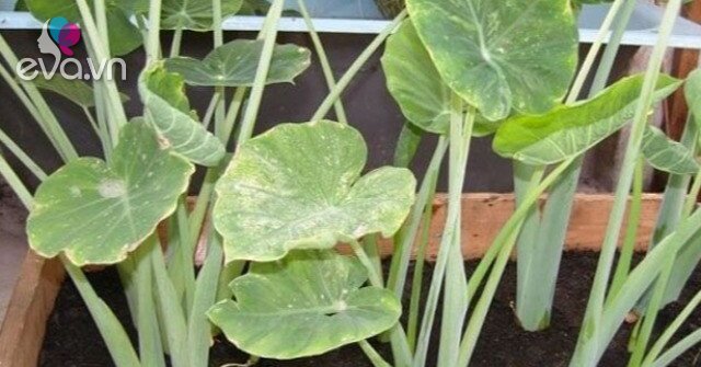 Cây Dọc Mùng 'Vàng' - Đặc Sản Việt Giá 500.000 đồng/kg, Xuất Khẩu Sang Nước Ngoài