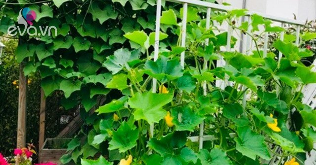 Su Su - 'Nhân Sâm' Bờ Rào: Từ Rau Dại Thành Đặc Sản Cao Cấp, Bổ Sức Tột Yếu