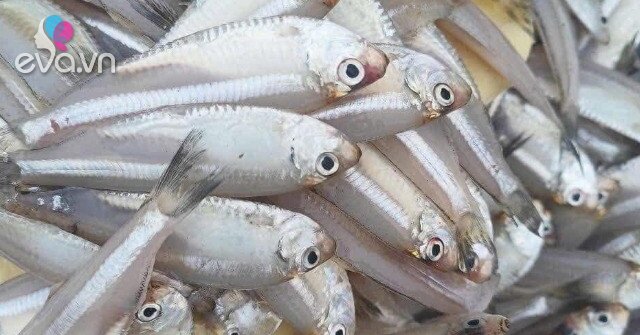 Loại cá có canxi cao gấp 25 lần cá hồi, xưa cho lợn ăn nay thành đặc sản giá từ 30.000 đồng/kg, tốt cho sức khỏe