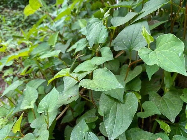 Cây diếp cá dễ trồng, chỉ khoảng 30-45 ngày là có thể thu hoạch để bán ra thị trường
