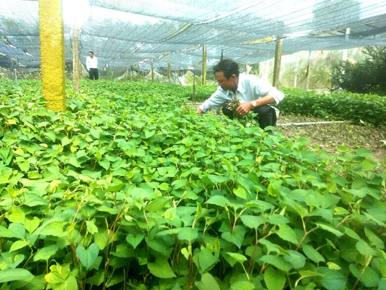 Nhờ mô hình trồng diếp cá, một số hộ nông dân có cơ hội đổi đời, kiếm hàng trăm triệu mỗi năm