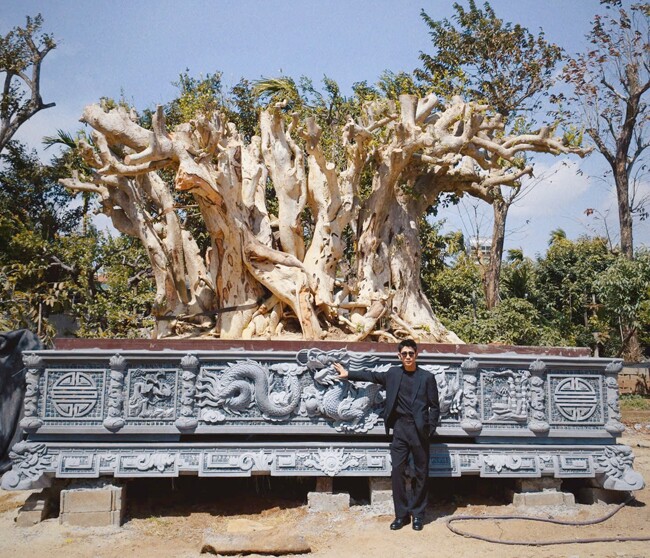 Cây duối ( hoàng anh mộc) là dòng cây đang hót nhất thì trường cây cảnh Việt Nam có xuất xứ Campuchia