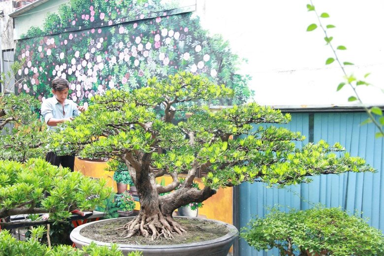 9X ở TP.HCM kiếm tiền triệu mỗi ngày nhờ tạo tác cho cây cảnh, sở hữu vườn bonsai amp;#34;khủngamp;#34; giá tiền tỷ - 3