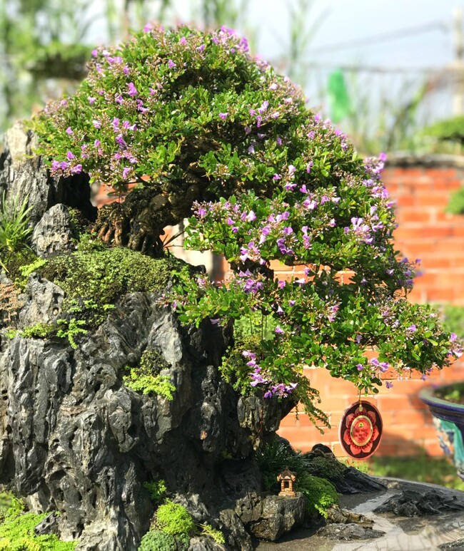 9X ở TP.HCM kiếm tiền triệu mỗi ngày nhờ tạo tác cho cây cảnh, sở hữu vườn bonsai amp;#34;khủngamp;#34; giá tiền tỷ - 2