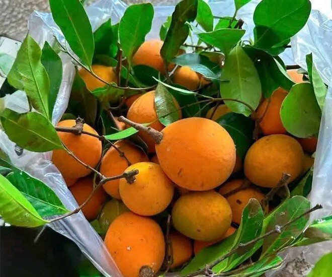 Trái gùi thường phân bố một số tỉnh ở vùng Đông Nam bộ và vùng phía Nam Tây Nguyên như vùng núi Bình Thuận, Tây Ninh,... 