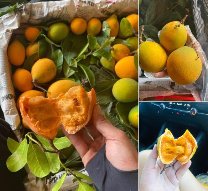 Quả này có vị chua ngọt, có thể ăn trực tiếp hoặc dầm đường đá