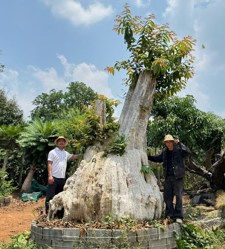 Những gốc bonsai cổ thụ trong vườn của anh Thọ có dáng thế độc đáo và giá trị khủng