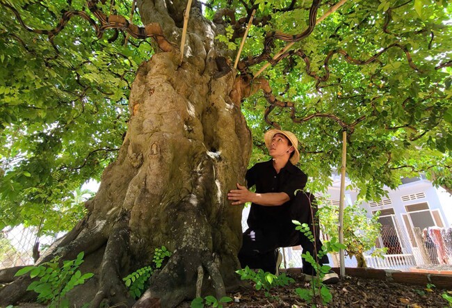 9X Đắk Lắk sở hữu vườn bonsai cổ thụ amp;#34;siêu khủngamp;#34;, toàn dáng thế độc lạ, có cây hàng trăm năm tuổi khách trả 3,8 tỷ vẫn không bán - 2