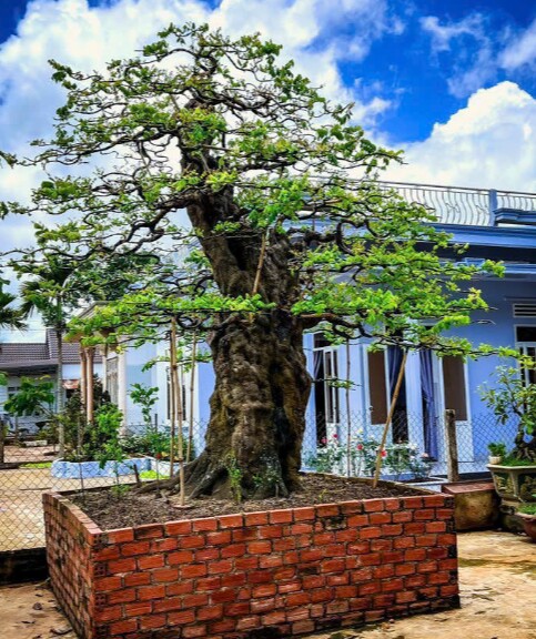 Gốc khế cổ thụ có người trả 3,8 tỷ nhưng anh Thọ chưa đồng ý bán