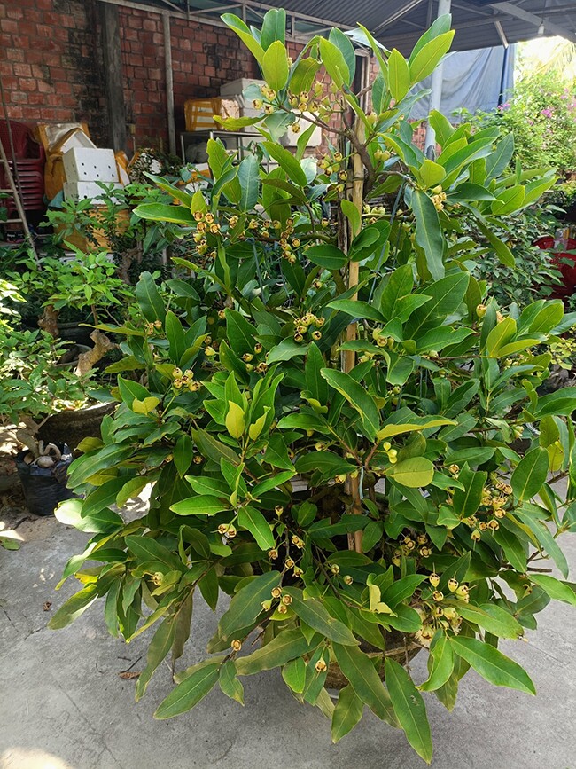 Bonsai roi lúc lỉu quả vừa đẹp mắt vừa mang nhiều ý nghĩa về mặt phong thuỷ