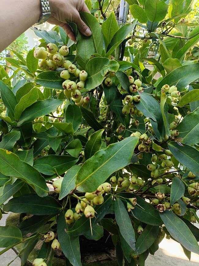 Cây ăn quả mọc ở bờ bụi lên chậu thành bonsai đẹp lạ, mang ý nghĩa phong thuỷ, giá đắt vẫn được amp;#34;săn lùngamp;#34; - 2