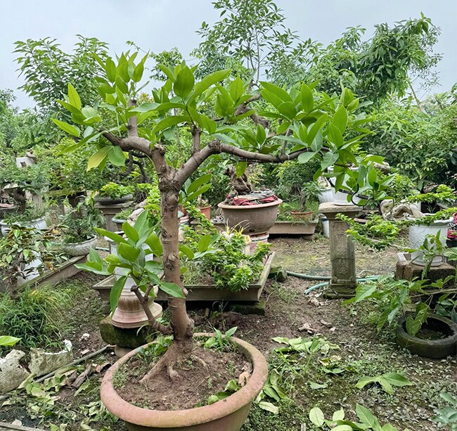 Cây ăn quả mọc ở bờ bụi lên chậu thành bonsai đẹp lạ, mang ý nghĩa phong thuỷ, giá đắt vẫn được amp;#34;săn lùngamp;#34; - 5