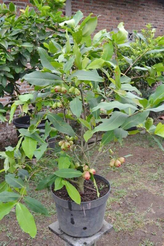 Cây ăn quả mọc ở bờ bụi lên chậu thành bonsai đẹp lạ, mang ý nghĩa phong thuỷ, giá đắt vẫn được amp;#34;săn lùngamp;#34; - 6