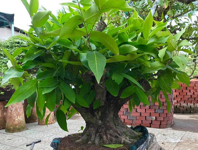 Cây roi bonsai khi lên chậu có nhiều dáng thế khác nhau