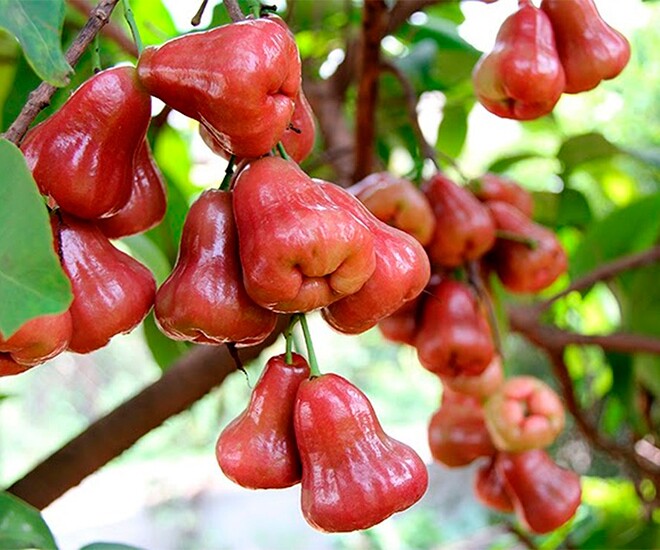 Quả roi có hình chuông, da bóng bẩy đẹp mắt