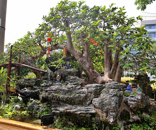 Cây ăn quả ở quê lên chậu thành bonsai độc lạ, có cây giá 1,7 tỷ, vừa đẹp vừa mang đến nhiều phước lộc - 1