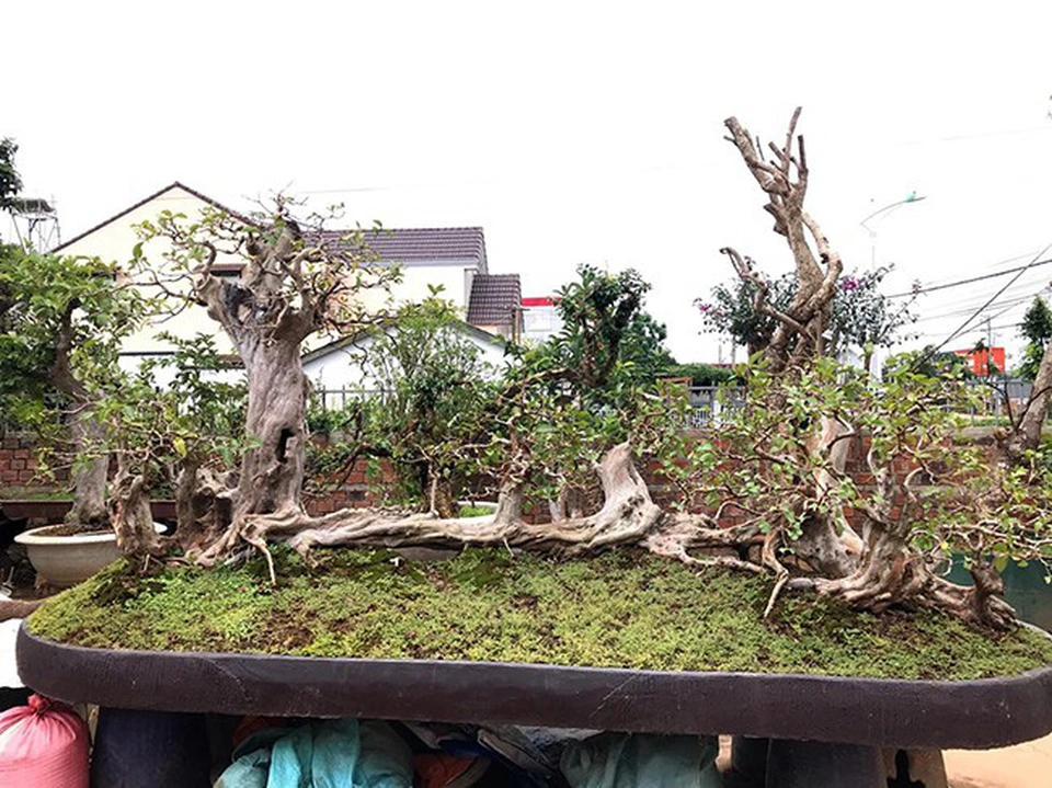 Cây ăn quả ở quê lên chậu thành bonsai độc lạ, có cây giá 1,7 tỷ, vừa đẹp vừa mang đến nhiều phước lộc - 2