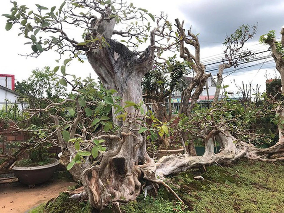Cây ăn quả ở quê lên chậu thành bonsai độc lạ, có cây giá 1,7 tỷ, vừa đẹp vừa mang đến nhiều phước lộc - 3