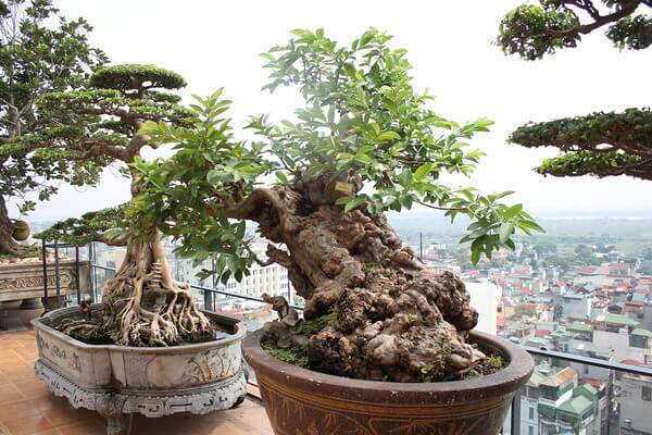 Cây ăn quả ở quê lên chậu thành bonsai độc lạ, có cây giá 1,7 tỷ, vừa đẹp vừa mang đến nhiều phước lộc - 4