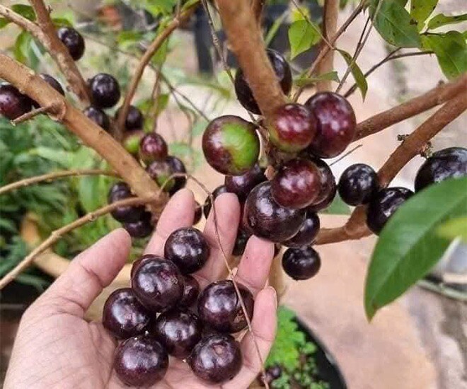 Nho thân gỗ bonsai được ưa chuộng trong những năm gần đây vì cho quả độc lạ, đẹp mắt