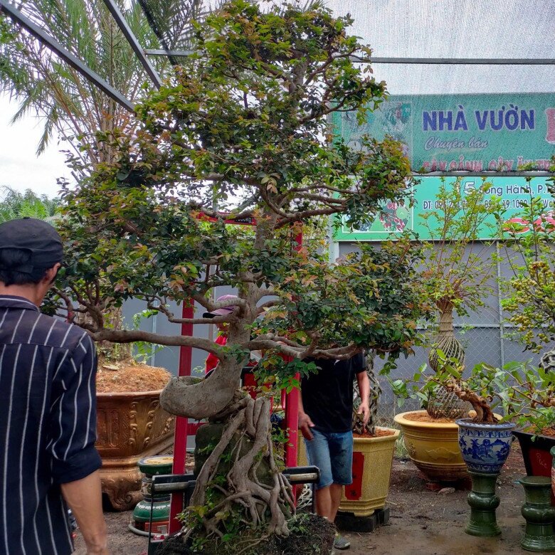 Nho thân gỗ dáng thế đẹp giá có thể lên tới hàng trăm triệu đồng