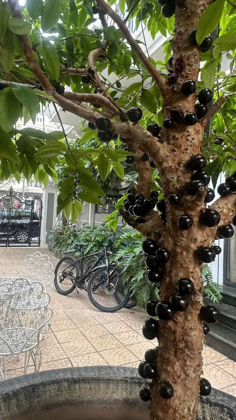 Nhiều người trồng nho thân gỗ ở sân vườn, sân thượng, vừa làm cảnh vừa thu hoạch quả