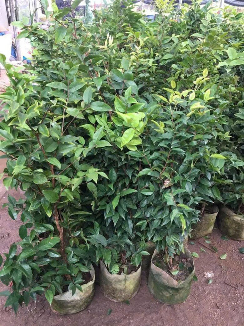 Cây cho quả độc lạ, đen sì ở thân lên chậu thành bonsai, mang ý nghĩa phong thuỷ, nhiều người săn lùng về trồng - 4