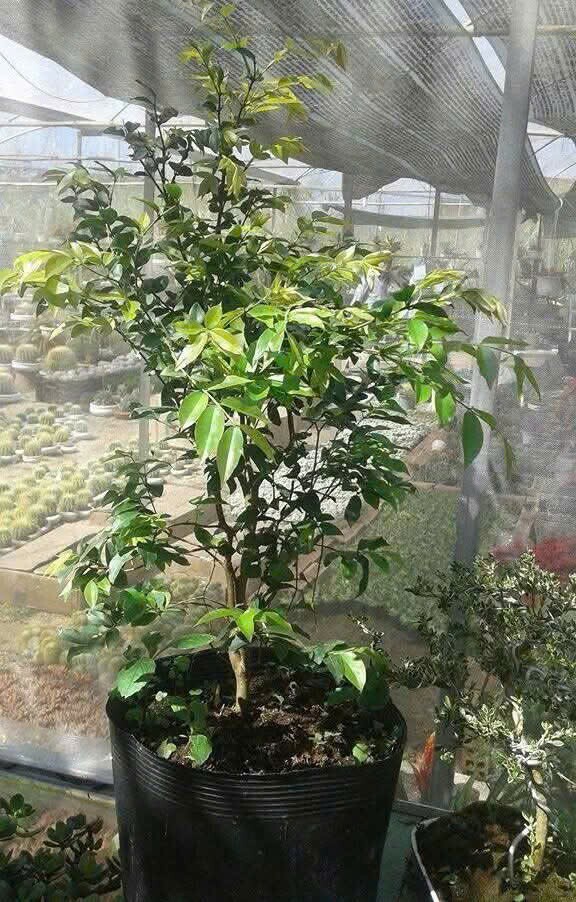 Cây giống nho thân gỗ có nhiều địa chỉ bán