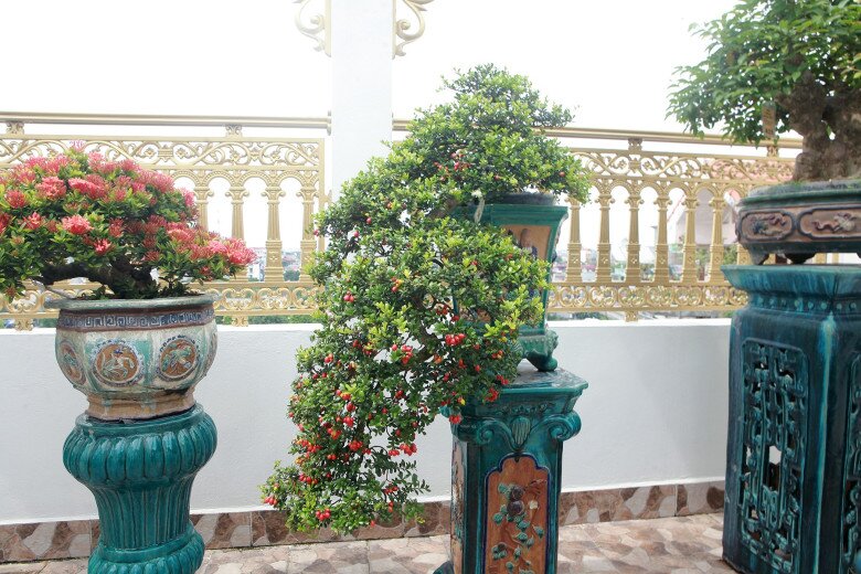 Bonsai hải châu có dáng thế đẹp