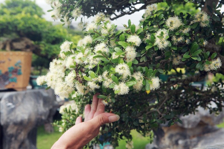 Cây dại cho hoa và quả đẹp mắt lên chậu thành bonsai, mang lại may mắn và thịnh vượng, có cây giá tiền tỷ - 3