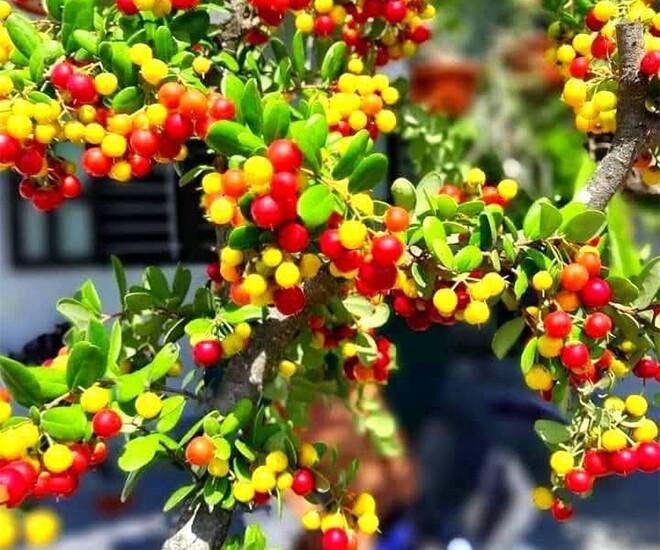 Cây hải châu bonsai cho quả đẹp mắt