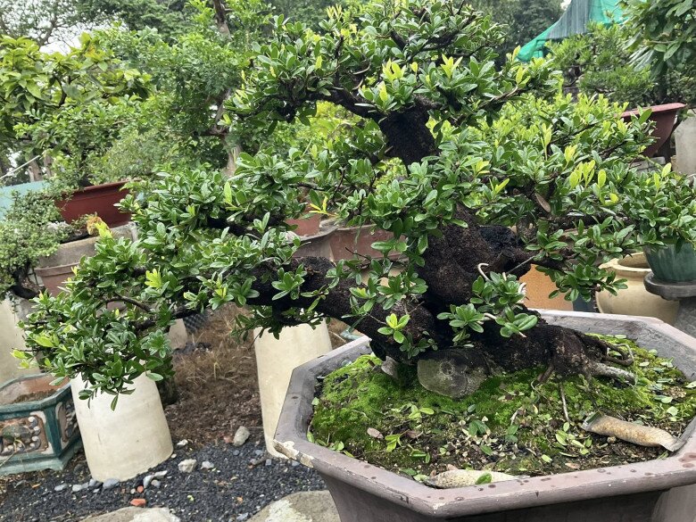 Cây dại cho hoa và quả đẹp mắt lên chậu thành bonsai, mang lại may mắn và thịnh vượng, có cây giá tiền tỷ - 5