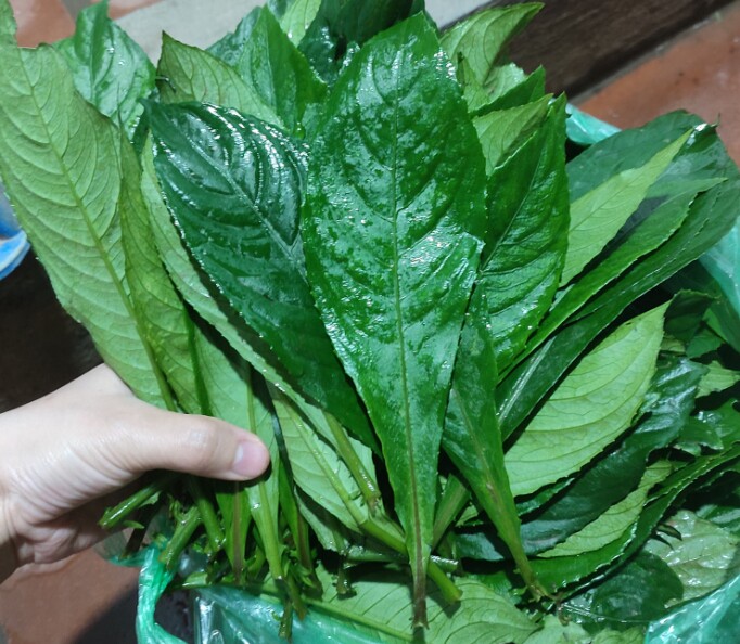 Cây dại mọc bờ bụi thành đặc sản, 70.000 đồng/kg được người thành phố ưa chuộng vì hương vị lạ, trồng 1 tháng cho thu hoạch  - 2