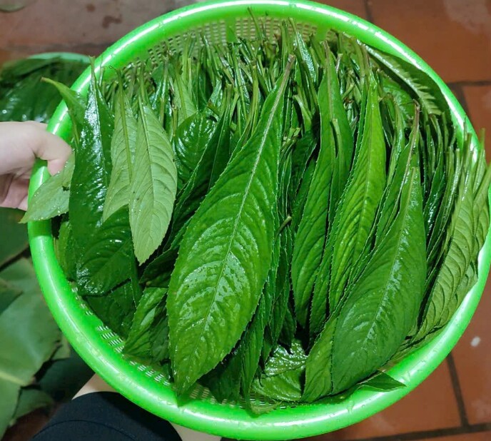 Lá xương sông thơm mùi tinh dầu, là rau gia vị tăng hương vị cho món ăn