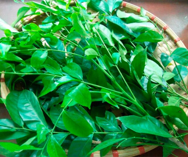 Lá mắc mật từ lâu đã được người dân Tây Bắc dùng làm gia vị cho một số món ăn đặc sản
