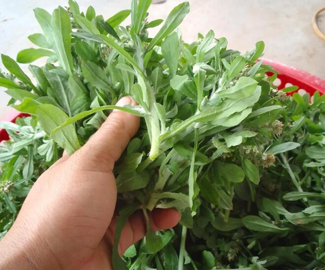 Cây dại mọc bờ bụi xưa cho gà ăn, nay thành đặc sản người thành phố tranh nhau mua vì hương vị lạ, 80.000 đồng/kg - 1