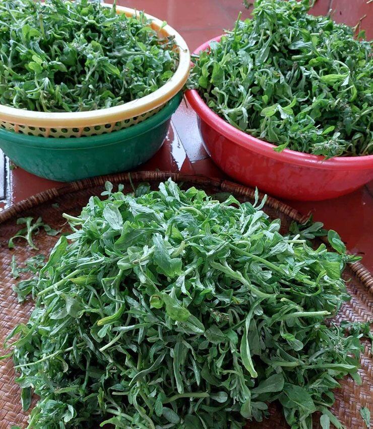Cây dại mọc bờ bụi xưa cho gà ăn, nay thành đặc sản người thành phố tranh nhau mua vì hương vị lạ, 80.000 đồng/kg - 3