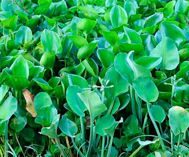 Cù nèo vốn là cây mọc như cỏ dại, nay lên đời thành đặc sản ở thành phố