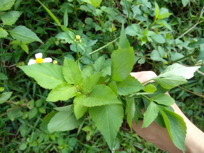 Đọt non và lá non của xuyến chi từ xưa đã được sử dụng để làm nên những món ăn thanh mát, lạ miệng trong những ngày hè