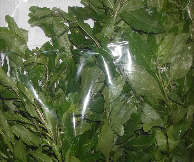 Cây dại mọc bờ rào thành đặc sản, 75.000 đồng/kg người thành phố amp;#34;săn lùngamp;#34; vì hương vị đặc biệt, trồng một lần hái cả năm - 1