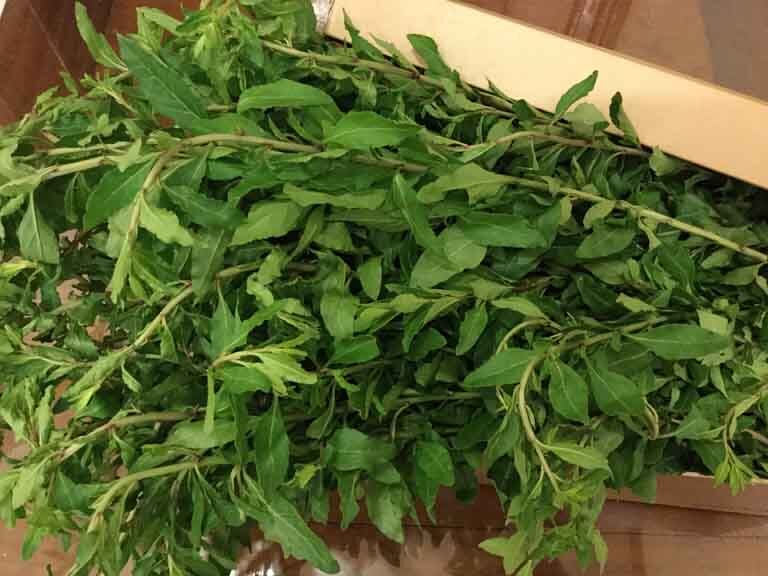 Cây dại mọc bờ rào thành đặc sản, 75.000 đồng/kg người thành phố amp;#34;săn lùngamp;#34; vì hương vị đặc biệt, trồng một lần hái cả năm - 3