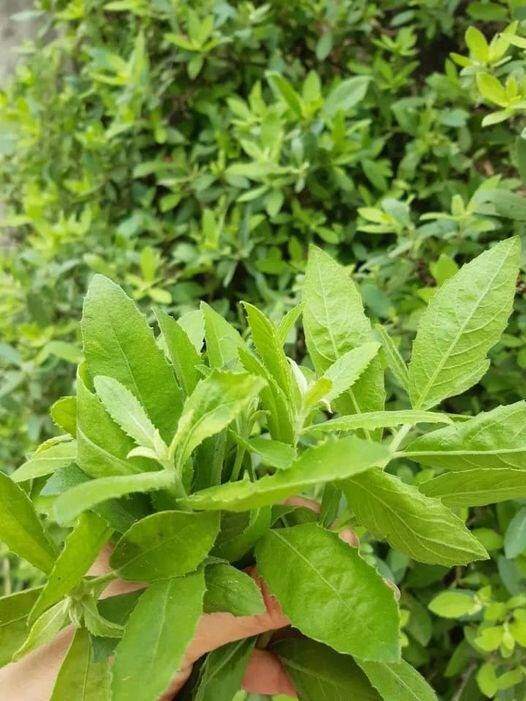 Cây cúc tần xanh tốt quanh năm, có thể dễ dàng thu hái lá