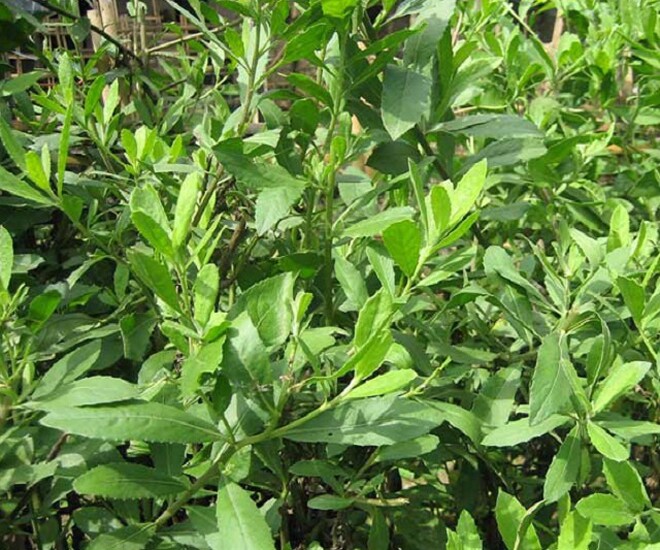 Vốn là cây mọc ở hàng rào, ít ai biết lá và ngọn non của cây cúc tần có thể làm thành món ăn thanh mát trong những ngày hè