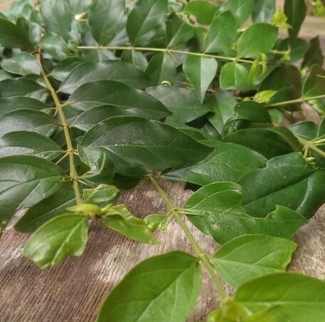 Cây dại mọc bờ rào thành đặc sản mùa hè, 100.000 đồng/kg được ưa chuộng vì hương vị lạ, trồng một lần thu hoạch vài ba năm - 4